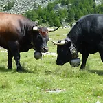 Garni Jaegerhof Saas-Fee